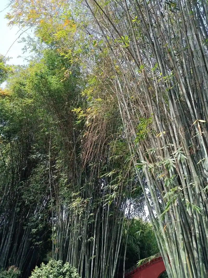 科学家至今还没完全搞明白：为什么有些竹子会“约好时间”，一起开花？竹子平时看起