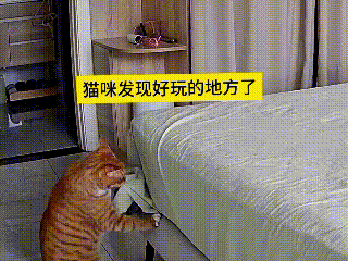 看见这俩小家伙儿的互动，可给我笑出眼泪了！橘猫扒拉床单那一下，简直像发现了新大陆