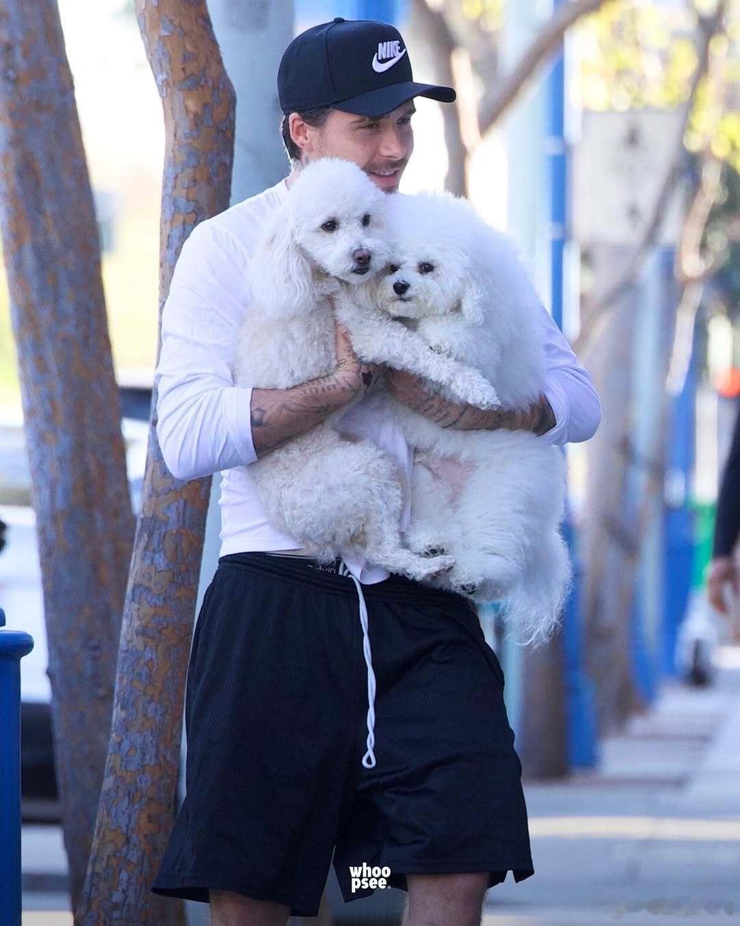 贝克汉姆大儿子与妻子抱狗出街贝克汉姆大儿子与妻子抱狗街拍贝克汉姆的大儿子布鲁克林