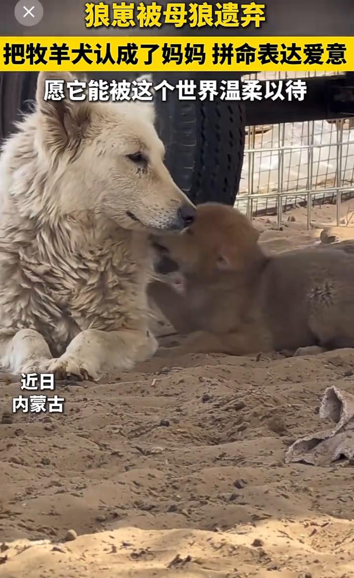 狼崽被母狼遗弃，把牧羊犬认成了妈妈拼命表达爱意，愿它能被这个世界温柔以待。乌海