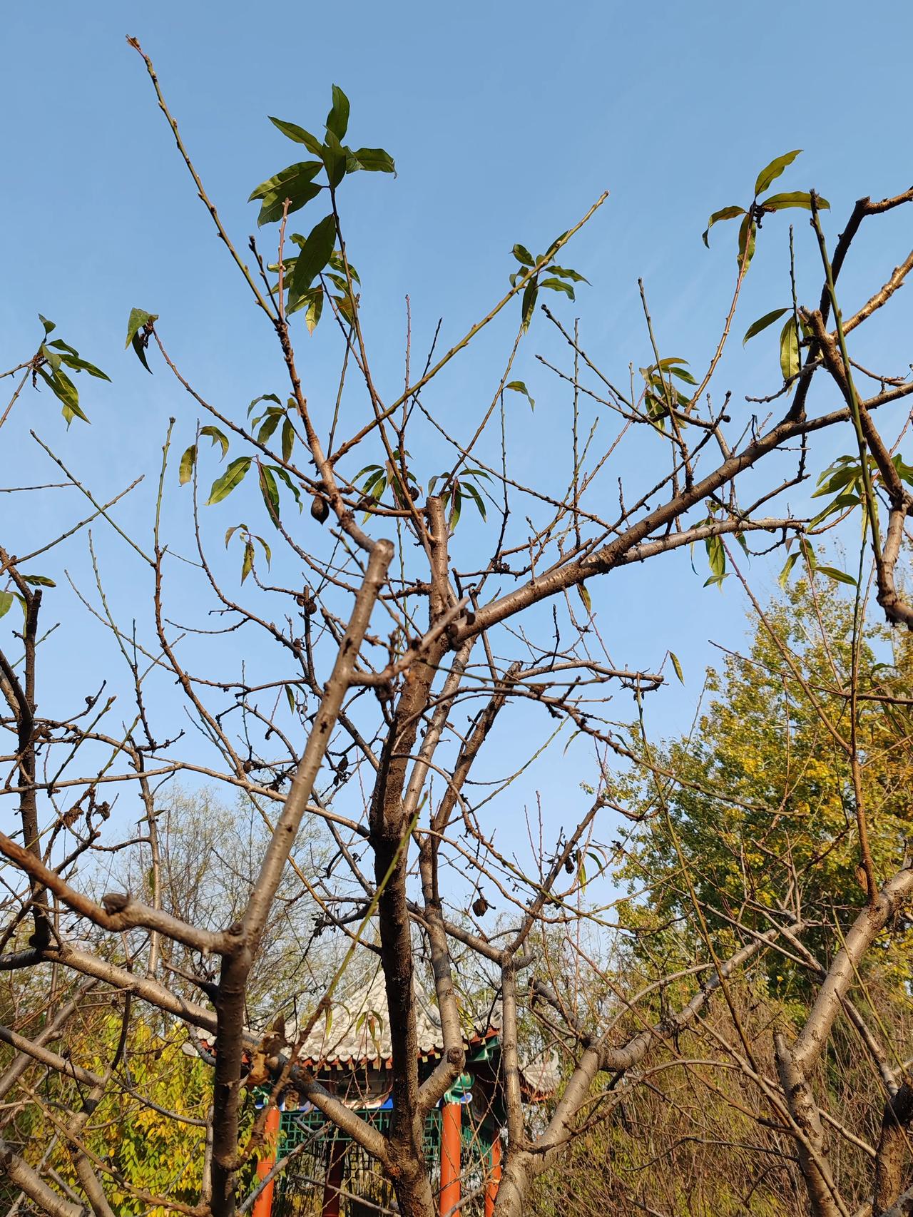 原创摄影作品分享随手拍。