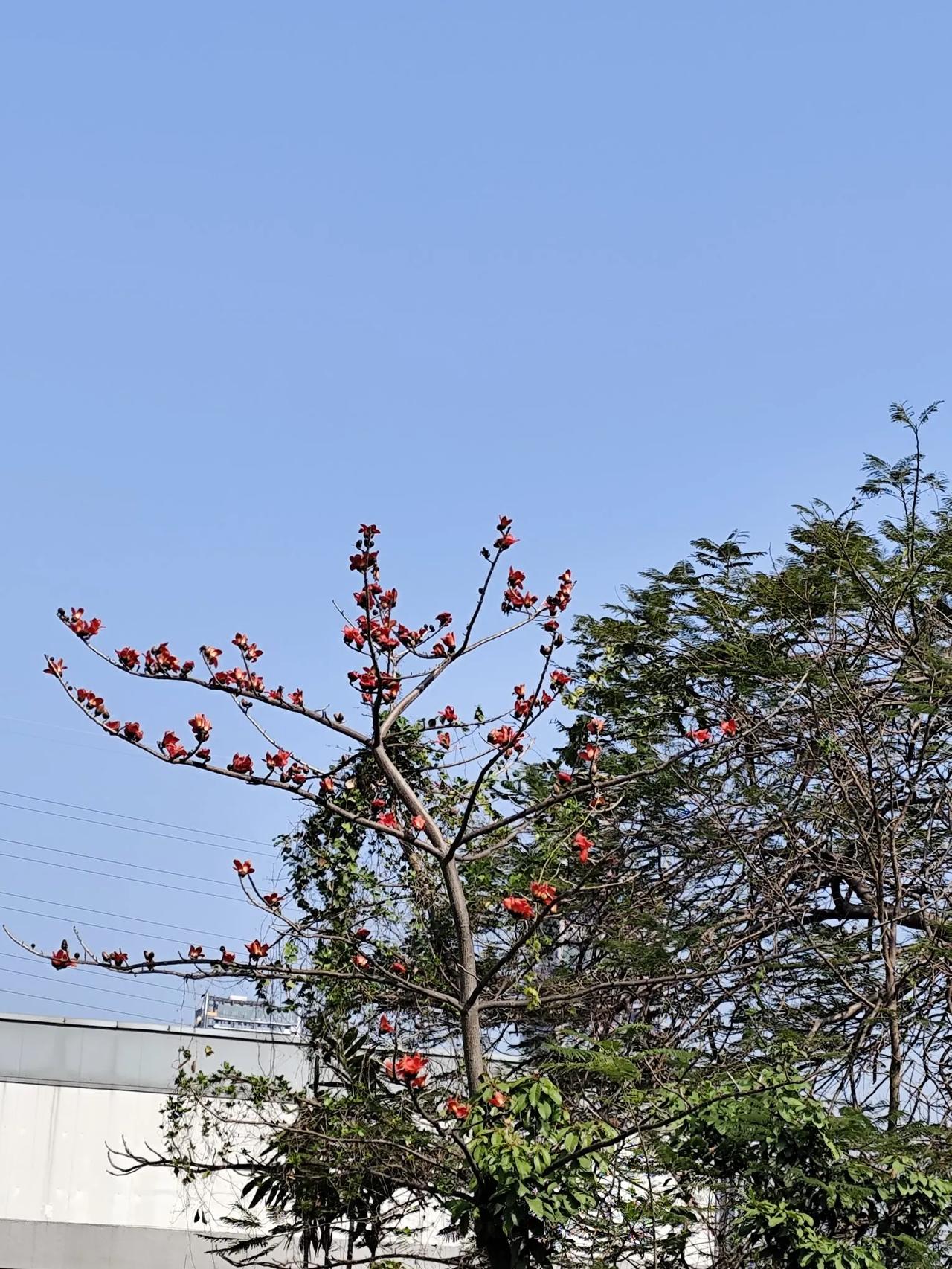 我去上海出差，见到老同学，才知道上海才是国际大都市，咱广州还不行。我们晚上去一