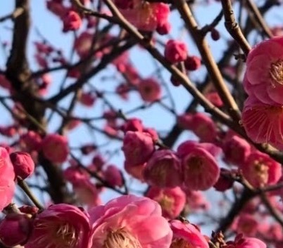 梅花的种植方法:一、阳光充足梅花喜欢温暖、阳光充足的环境，在栽培植株时，可以将梅