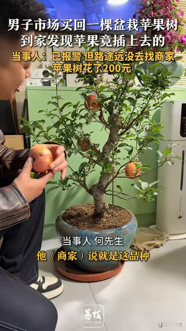 每天上一当，当当不一样！天津，男子在卖盆景的店里花200块买了一棵苹果树，带回家