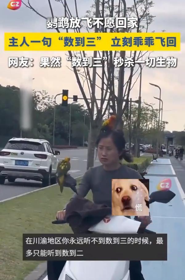5月14日，成都一段路人实拍的街头日常，刷屏网络！主人好声好气哄劝不管用，最