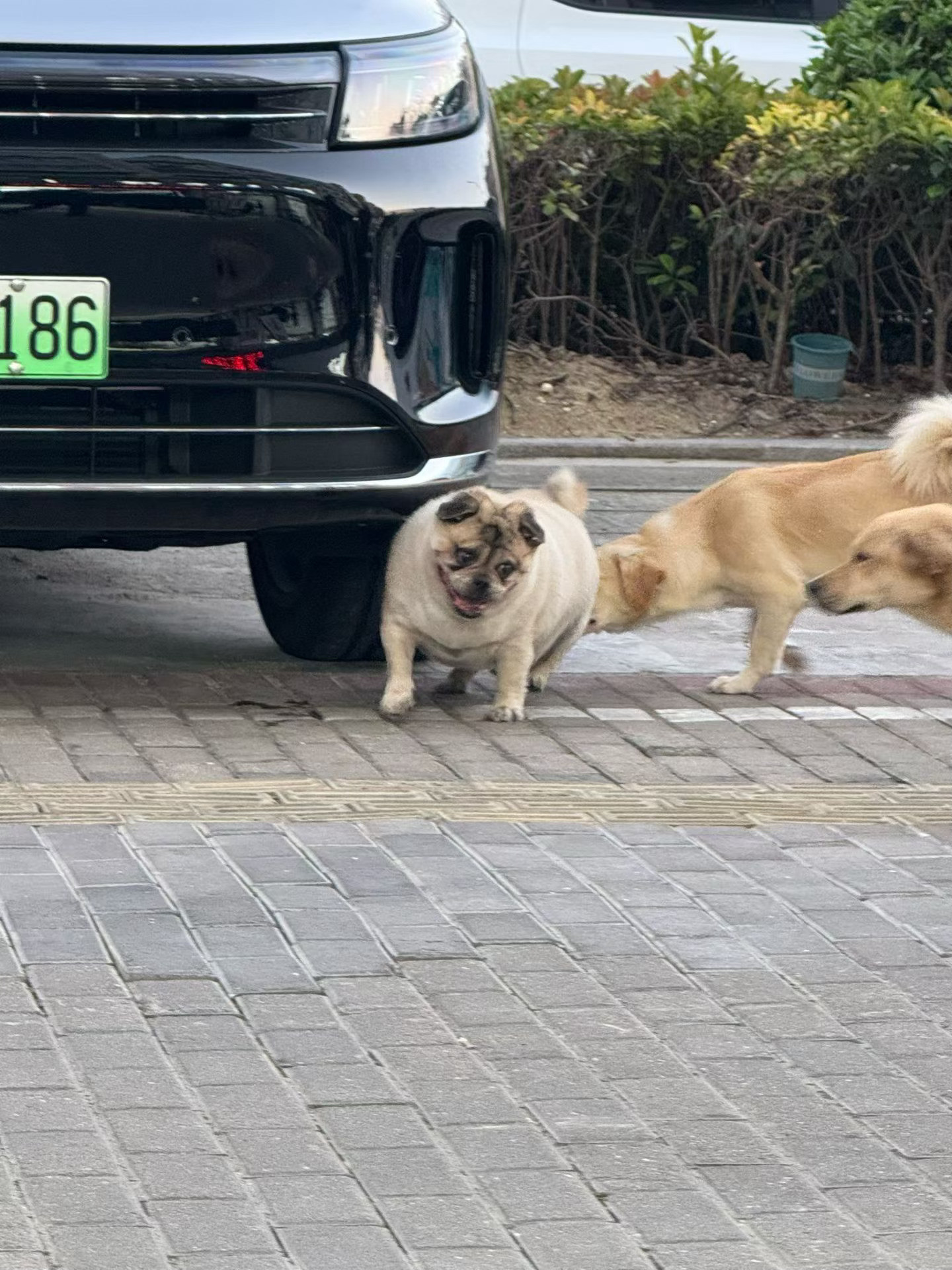 一只狗怎么能长成这样[捂脸哭]​​​
