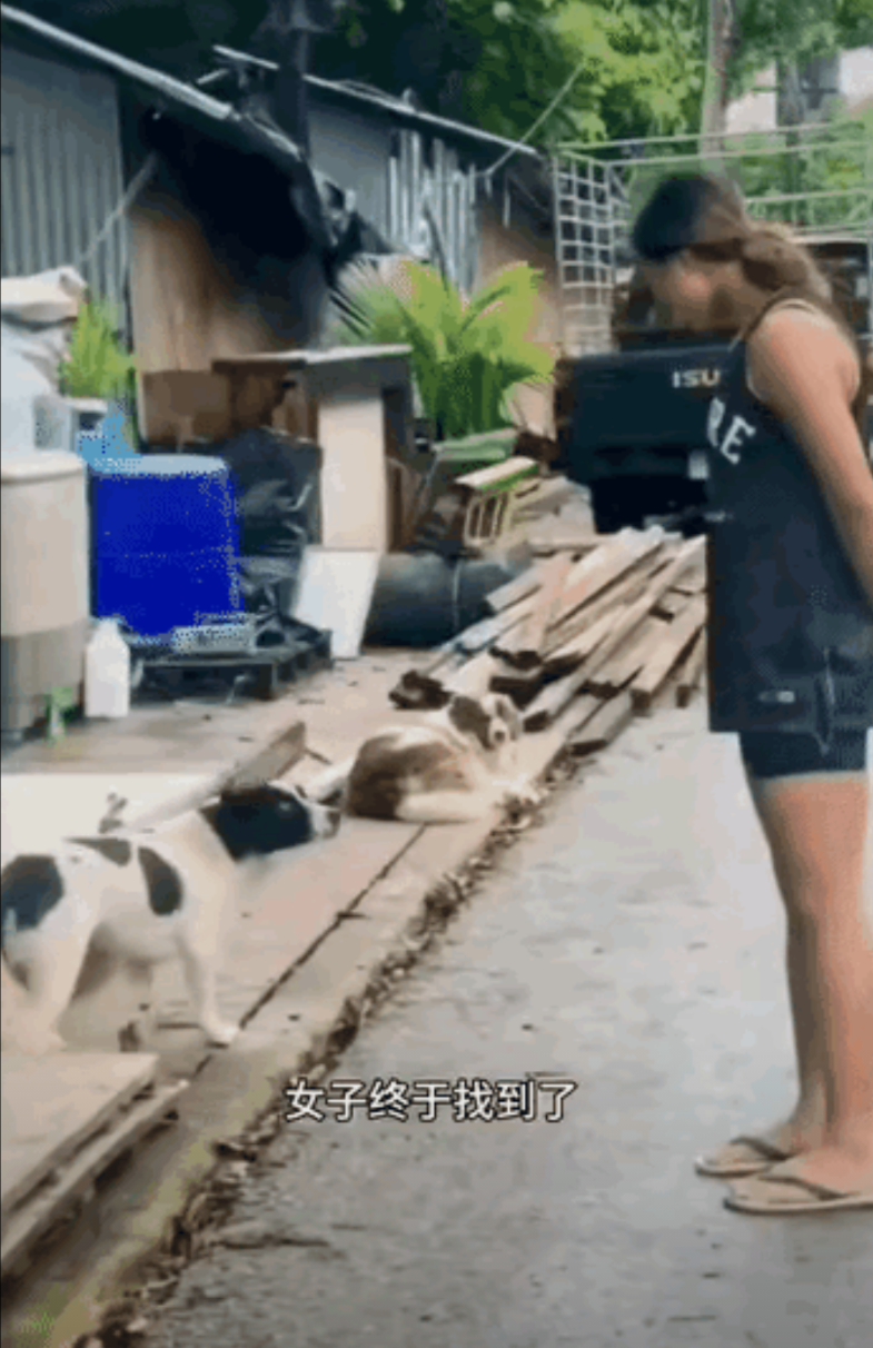 惊呆所有人：女子路过一家农户，突然发现丢失三年的狗狗就在眼前的院子里，狗狗早已记