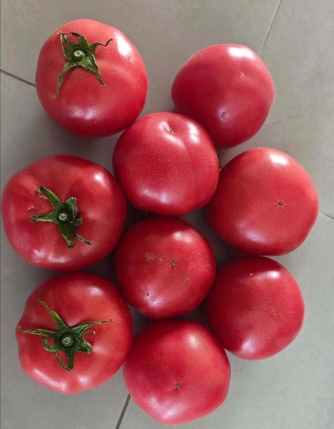 终于弄明白了，西红柿和普罗旺斯，到底区别在哪了。不是所有西红柿，都叫普罗旺斯