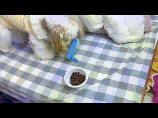 现在的狗狗到底有多聪明！这波操作直接把主人整无语了😂主人端来一盘狗粮，可