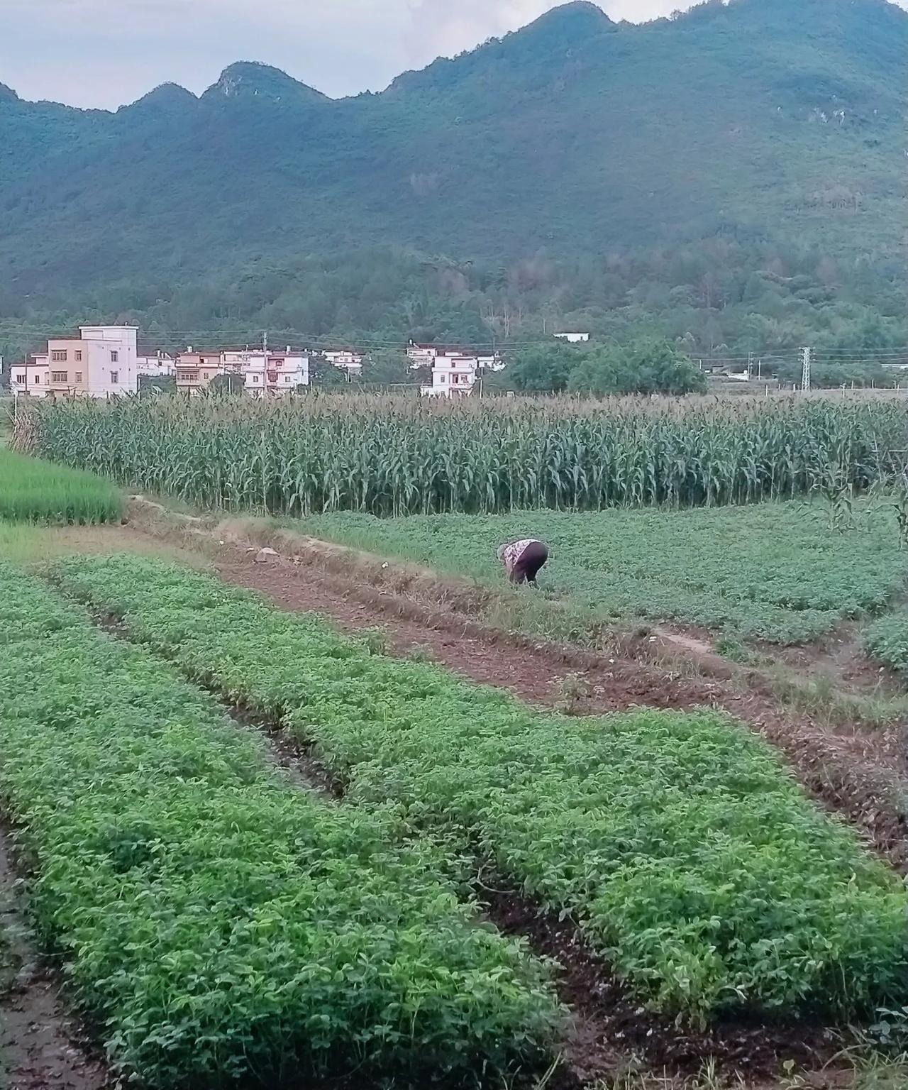 我发现，现在的农村都是老人在耕种呀，根本看不到年轻人的身影，难道年轻一代的农村人