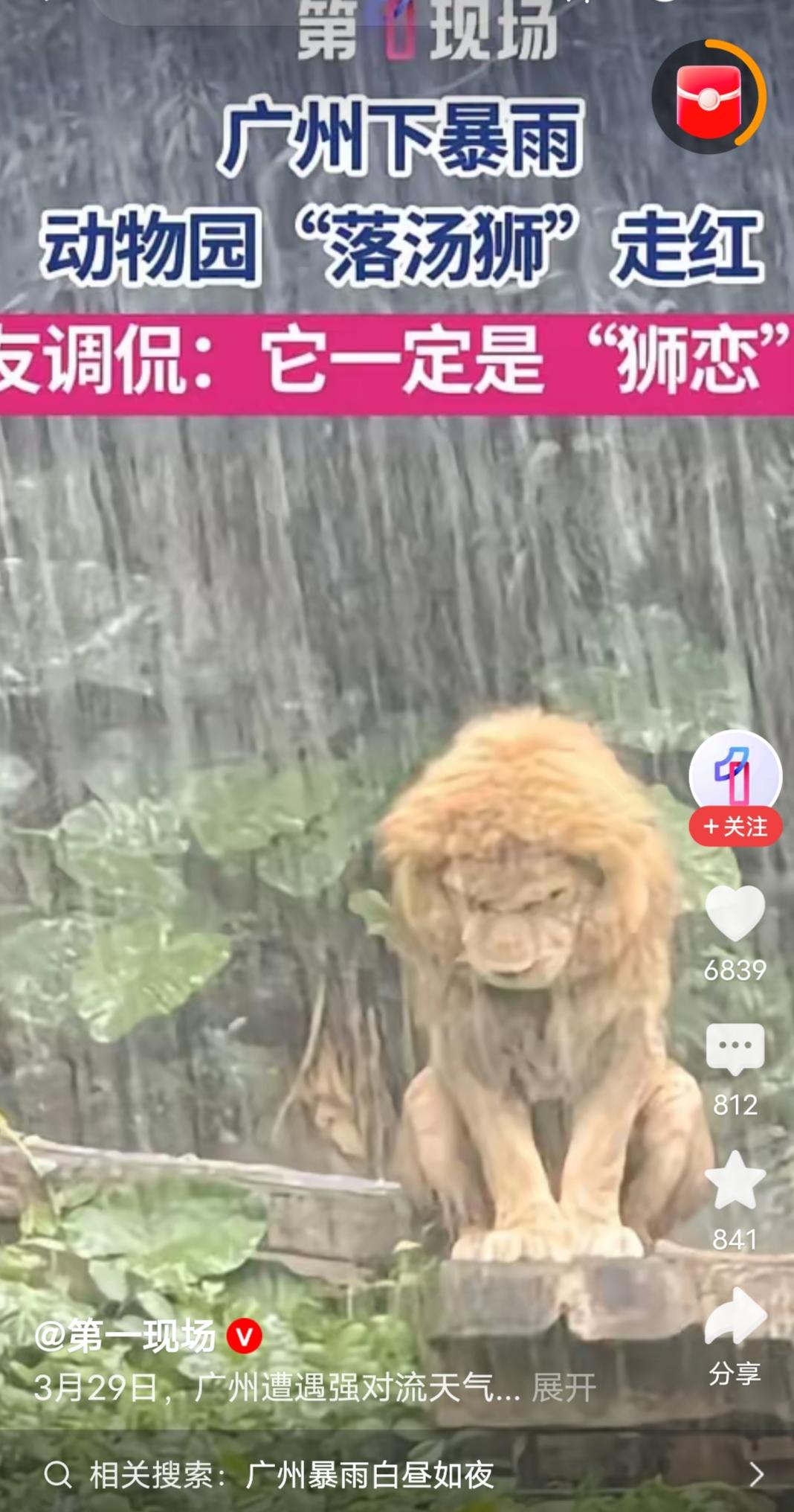 广州下暴雨动物园“落汤狮”走红网友调侃：它一定是“狮恋”3月29日，广