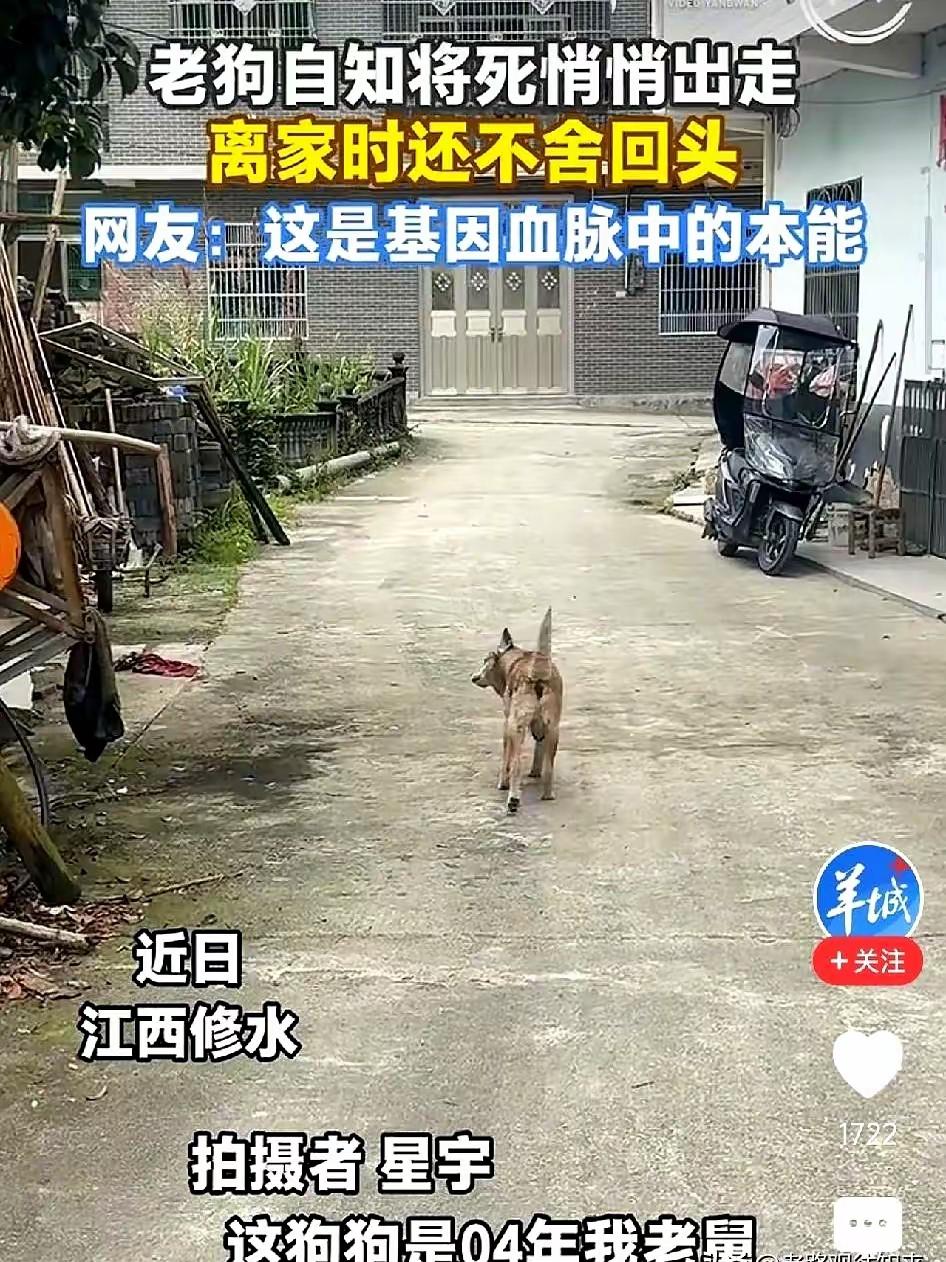 活了二十二年的狗狗，到最后还在为家人着想。江西这位主人凌晨默默跟在年迈爱犬身