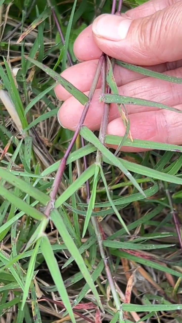 狗牙根。农村人都认识的铁线草，还有个超形象的名字：狗牙根。筋感硬的像铁丝，贴在