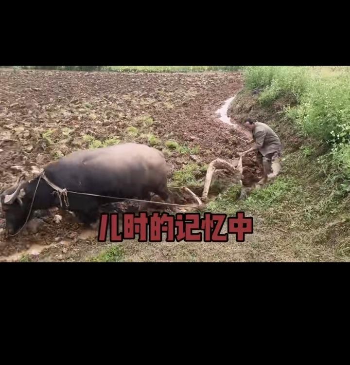 我的老父亲就是用这样的劳动，扶养我们兄弟，供我和哥哥完成学业！辛劳了一辈子，现在