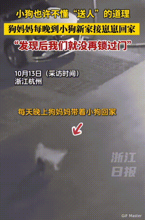 万物皆有灵性！浙江，小狗被女子领养后，后来她发现狗妈妈每天晚上都会偷偷把小狗接走
