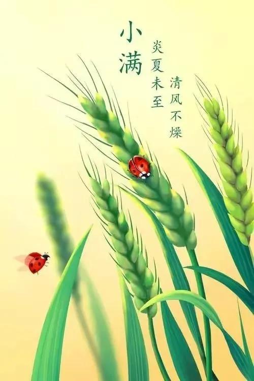 5月21日08时36分28秒，小满节气至，它是二十四节气的第八节，是夏季的第