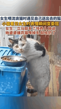 “破防了！”女子投喂流浪猫，遇见了自己送出去的猫，猫咪看到女子，表情瞬间变得委屈