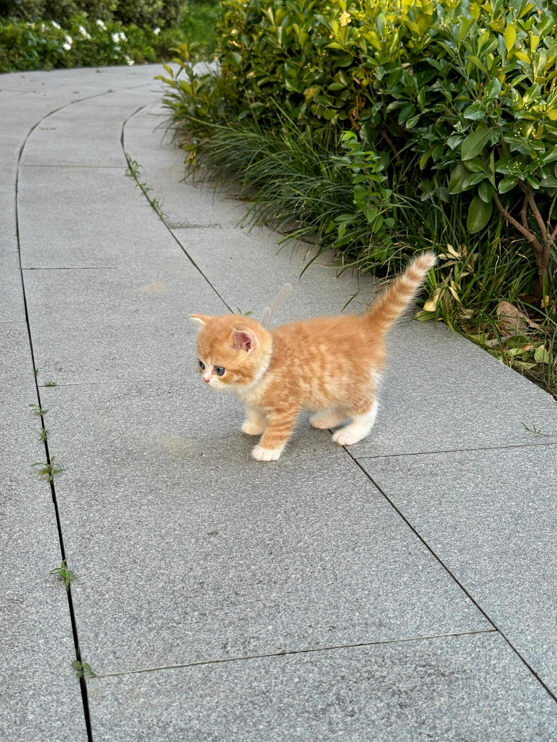 是emoji小猫！🐈​​​