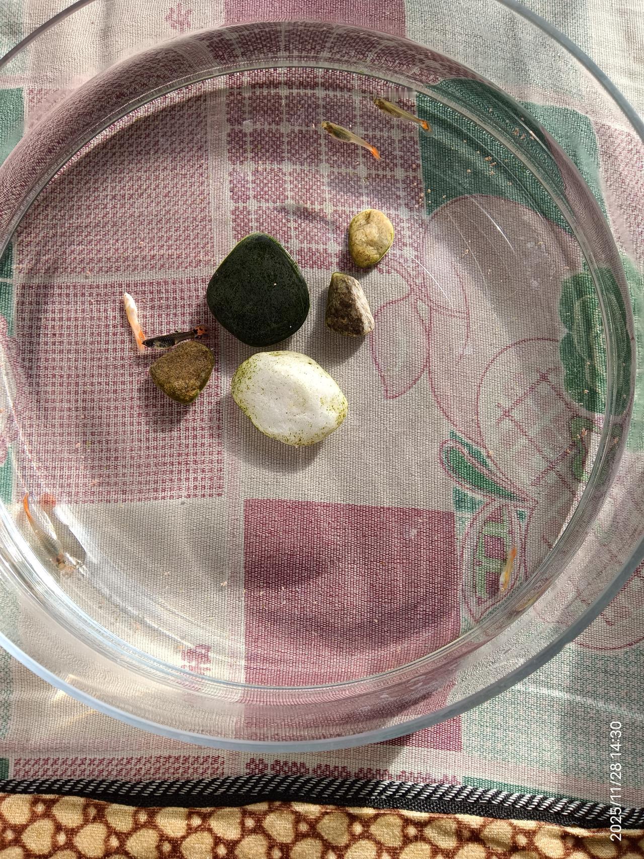 这热带鱼真不适合在北方养殖，这几天气温下降，前两天观察着鱼不爱吃食也不爱动，今天