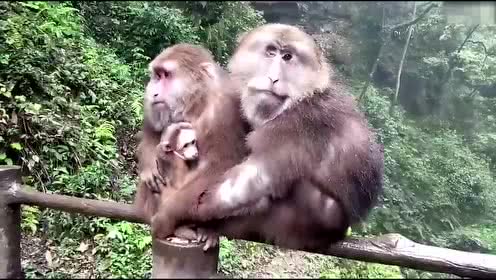 峨眉山猴子与水(配乐:回家)_土豆视频