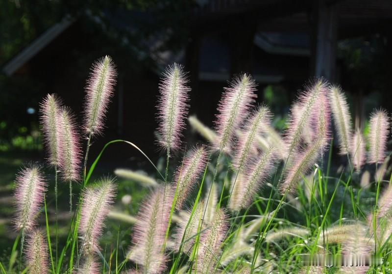 秋日生活打卡季秋日真是个让人沉醉的季节。漫步在乡村蜿蜒的泥土小路上，一切都静谧