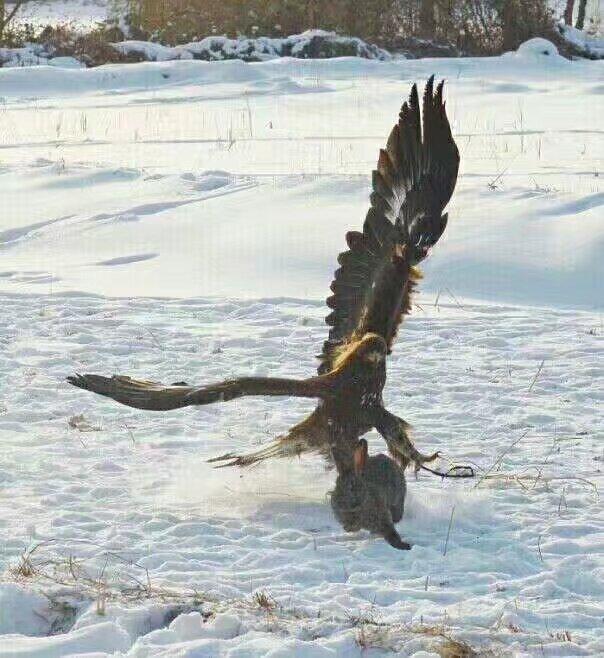 清明节前我远在南方的堂哥回家祭祖了，堂哥是我们兄弟中最成功的一个，他早年做市场营