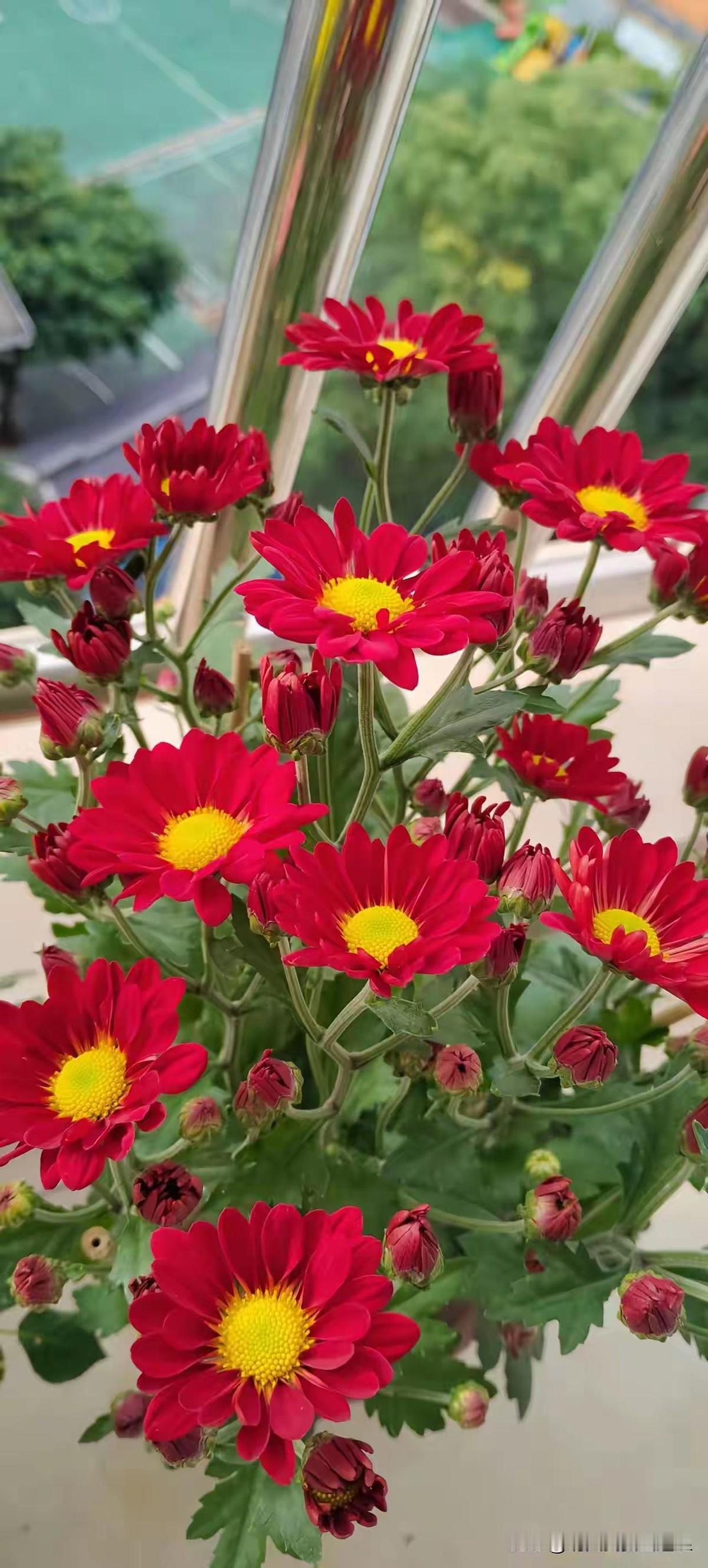 妻子前晚松了口，说行，今年跟你回老家。丈夫立马像换了个人。抢着洗碗拖地，连厨