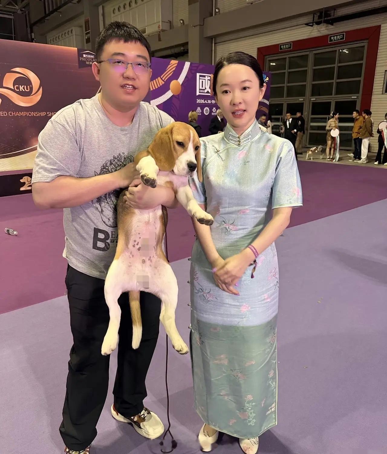 有网友在青岛犬展偶遇霍思燕，她连换两套旗袍，超级重视这个比赛！她现在带狗狗比赛，