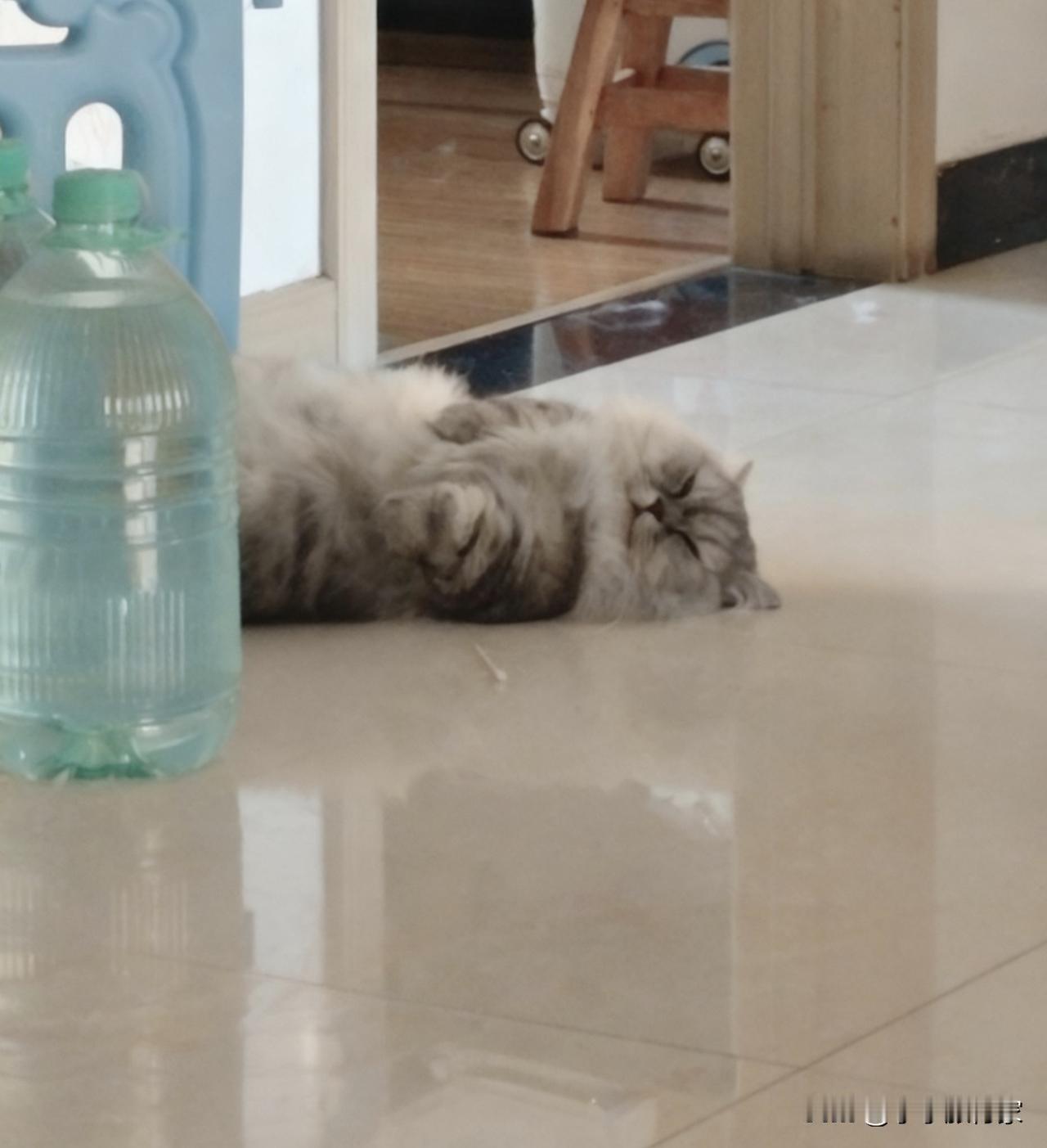 小伙子也太潇洒了吧，除了不会往猫砂盆拉屎，能吃能睡，天天睡觉直挺挺的躺路中间，也