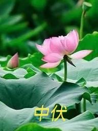 7月25日就进入中伏了，这可是三伏天里最热的时段。中伏通常持续10到20天，仿佛