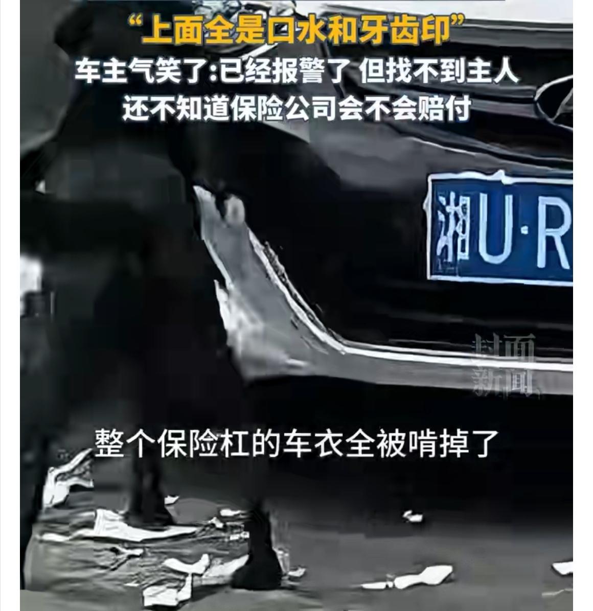 吉首街头惊现“车衣终结者”？女子私家车被豪横黑狗啃成碎片，保险给不给赔引热议