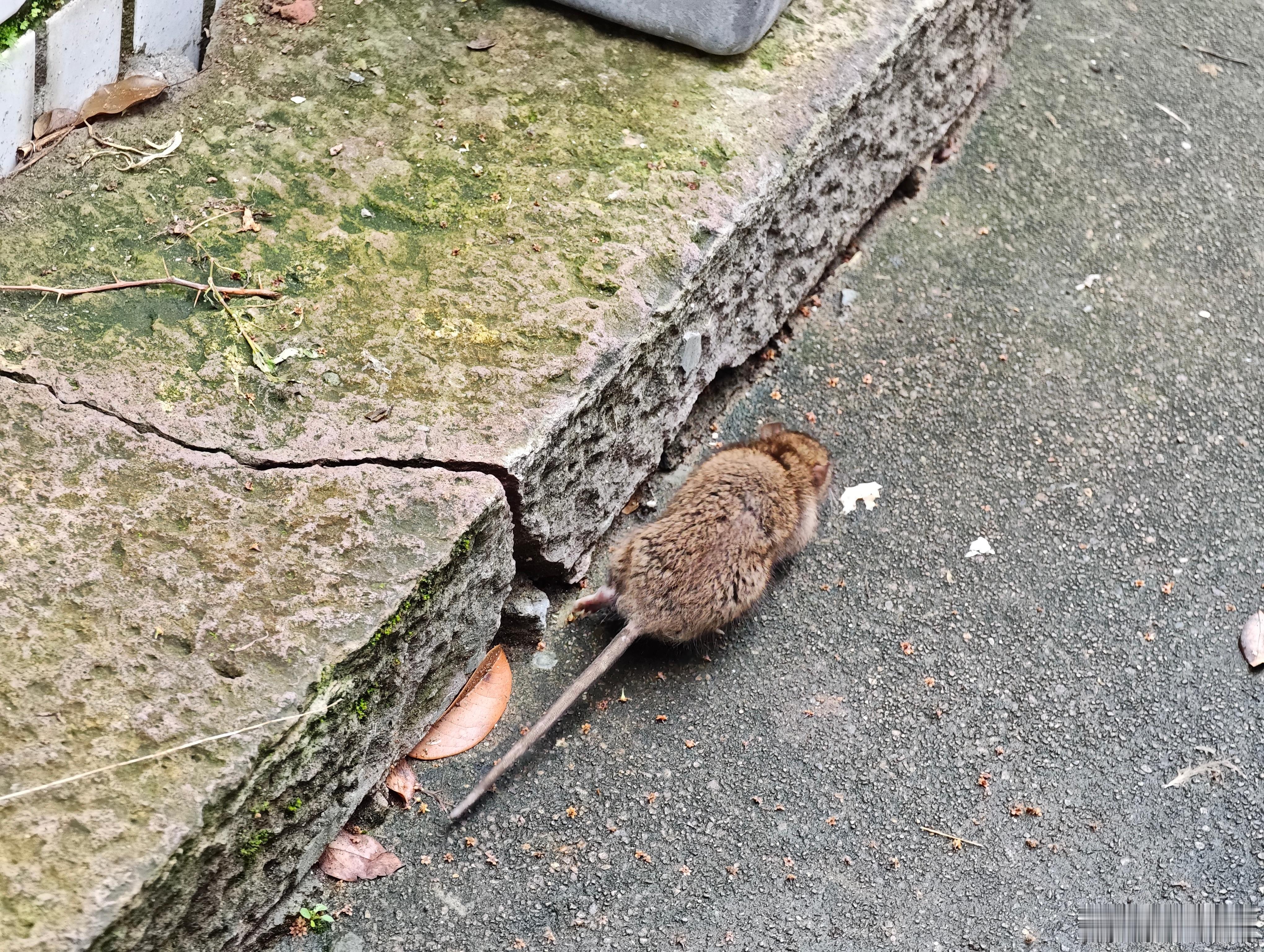 原来这玩意瑟瑟发抖的样子，也看上去好可怜。