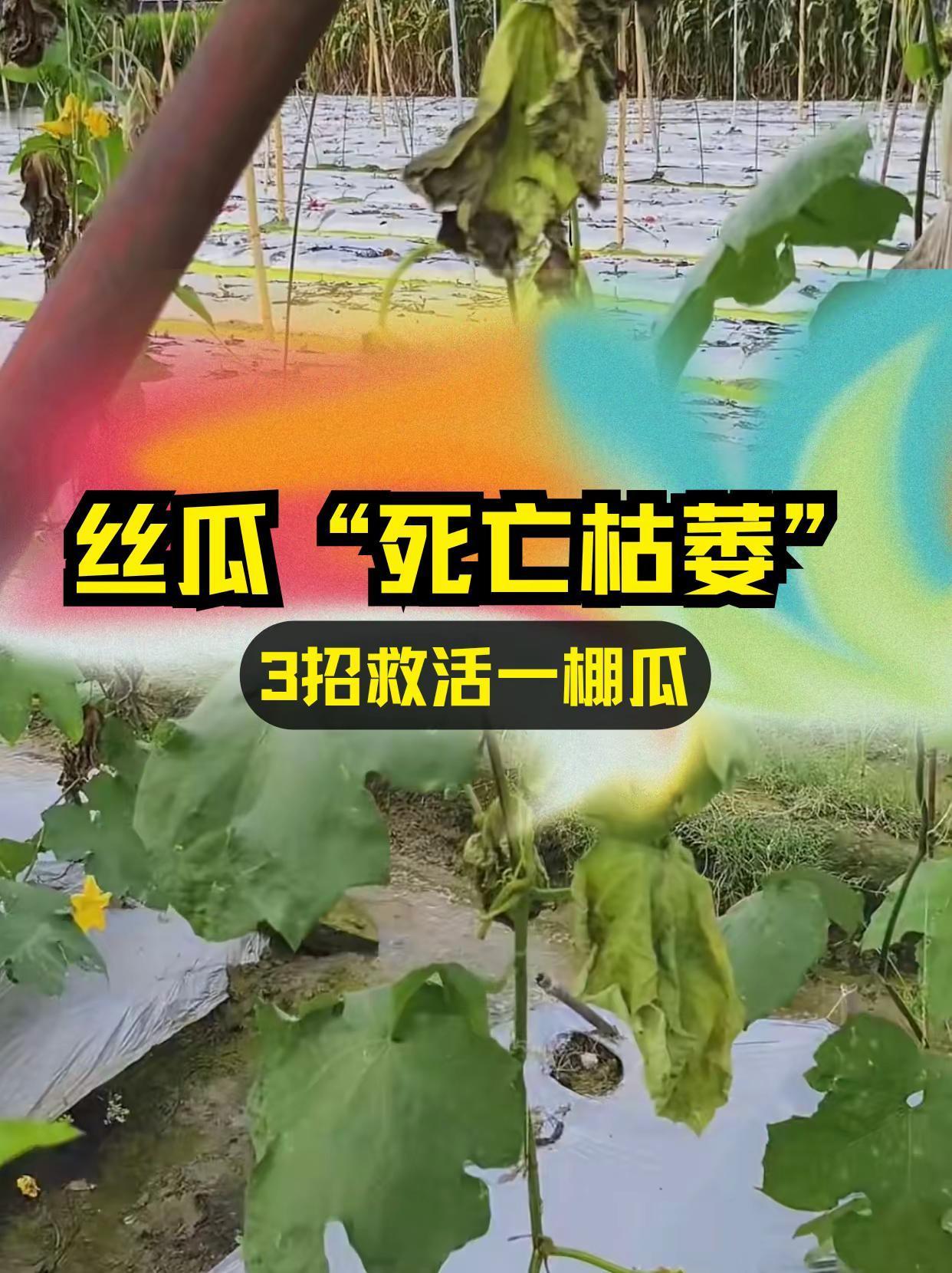 丝瓜死亡枯萎，3招救活一棚瓜！。丝瓜种植枯萎