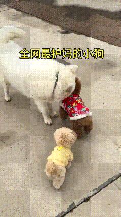 谁懂啊！小狗护着狗妈妈的样子真的戳爆泪点😭超暖心的一幕！一只狗妈妈带着小狗慢