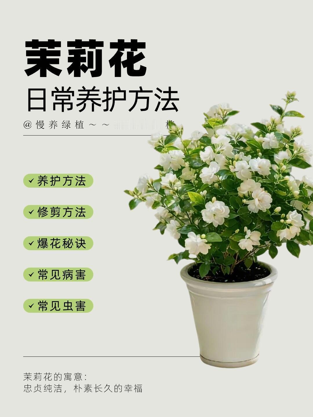 茉莉花日常养护方法全攻略！茉莉花绿植养护花卉绿植家居绿植庭院里的茉莉花
