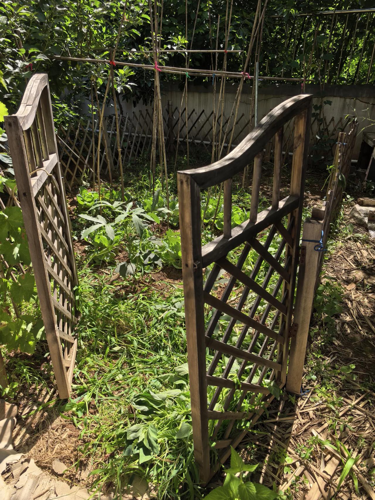 小菜园除草。菜园里种了西红柿，施饼肥太多全给烧死了。剩下包菜和秋葵，一直下雨，草