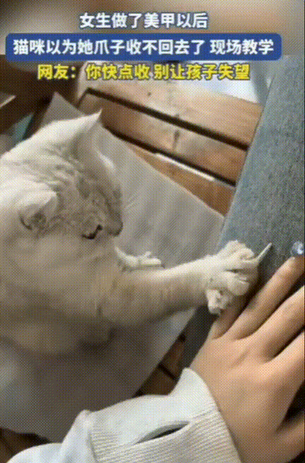 这谁能不稀罕啊！女生和闺蜜一起做了美甲，回家后女生家的小猫咪跑到女生腿边趴着玩耍