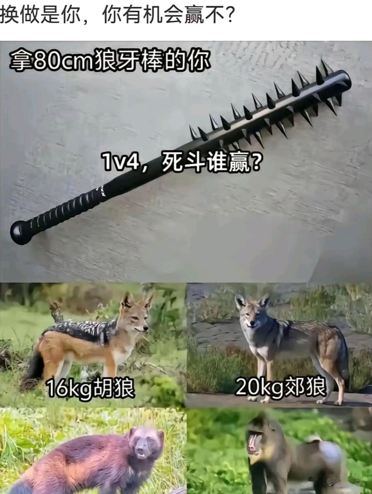 赢得几率大不大