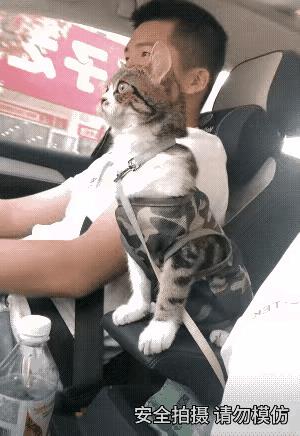 主人正专心致志地开着车，猫咪也在全神贯注地帮主人查看路况呢。看这猫咪那专注的样子