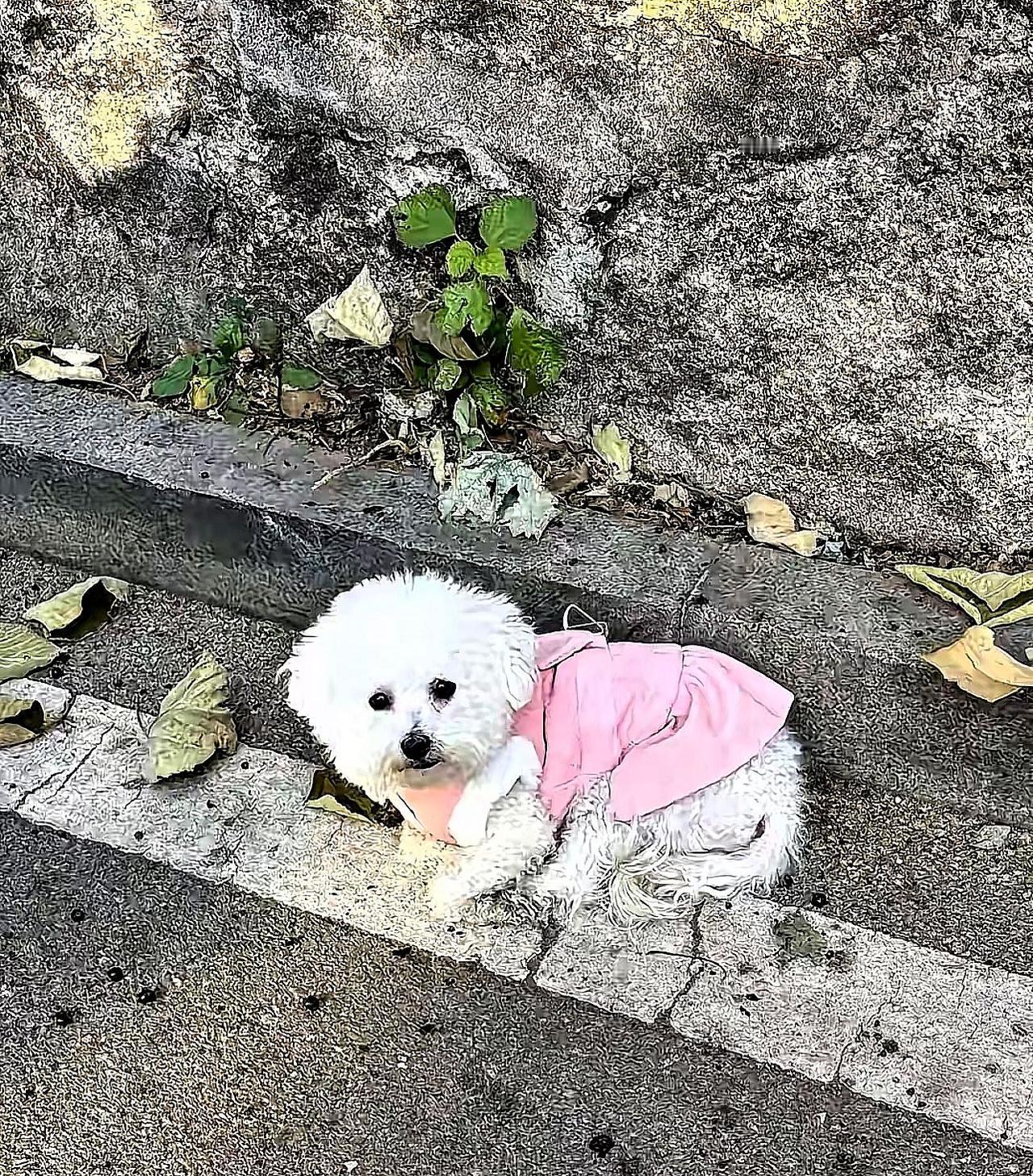 今天在楼下撞见那只被我们送走的狗时，我心里咯噔一下——它还穿着当初我们给买的小衣
