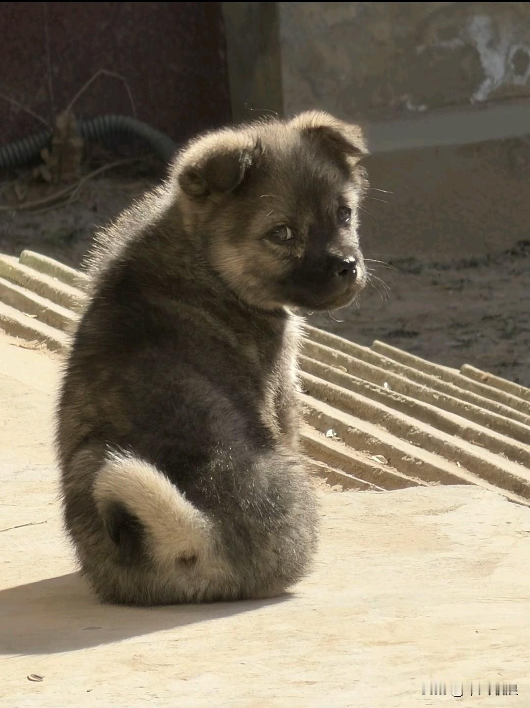 小狗狗知道我要去外面打工，可能很久才能回来，十分不舍，极不情愿地看着我。我读懂了