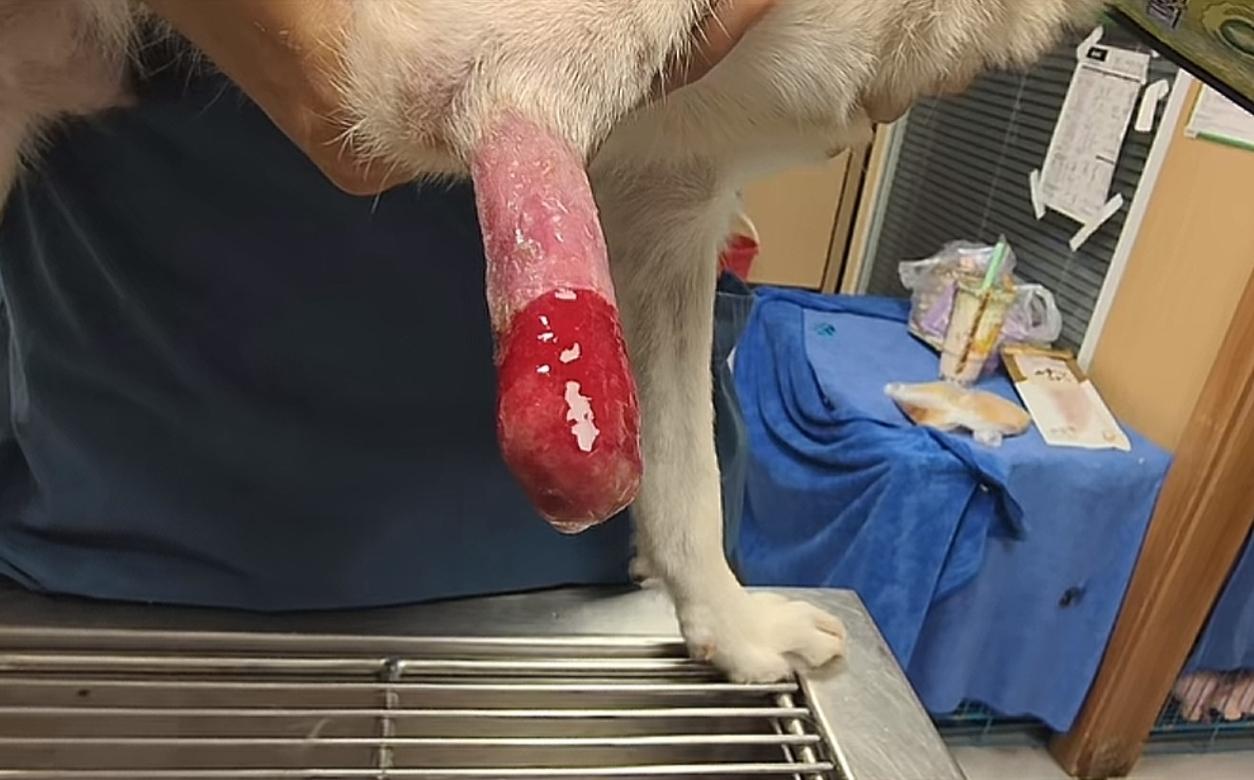 原来是脚啊[捂脸哭]我还以为狗口红呢