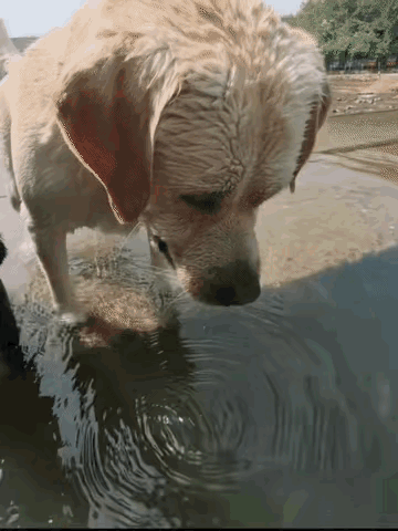 黑狗：这大黄怎么那么傻，站在这里干嘛？大黄：哼。