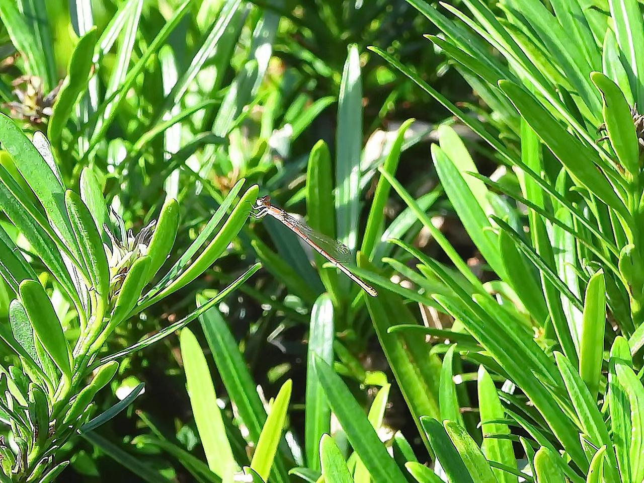 蜻蜓目细蟌科细蟌属昆虫，体型纤小，体长约22毫米。常在溪流和水池附近的水生植物丛