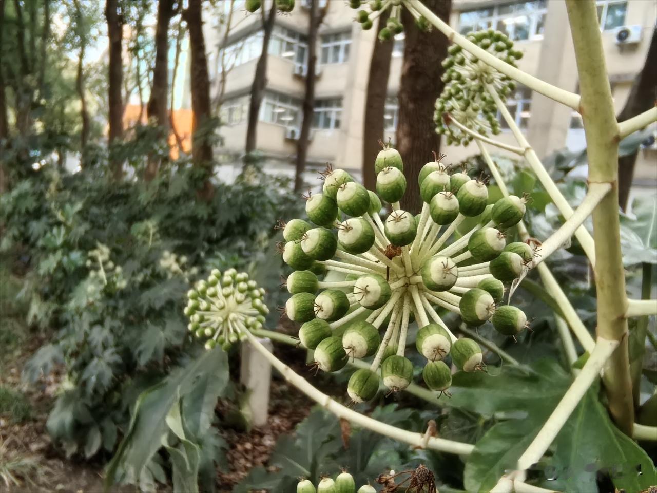 我们这里有个男人，今年也62岁了，长得魁梧高大，自己的女儿也出嫁多年，外孙都都高