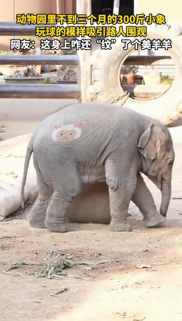 近日山东济南，一女子来到动物园游览，突然，发现象园里有只300斤的小象正在玩球，