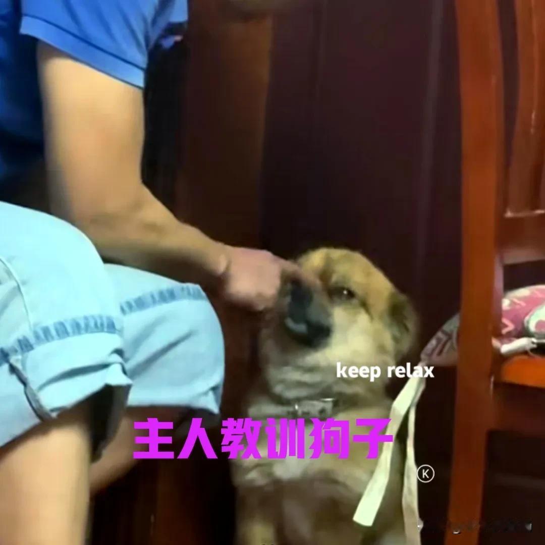 狗子犯了错，正在被主人教训。主人用手指着狗子的鼻子，一边数落着狗子的罪行，一边跟
