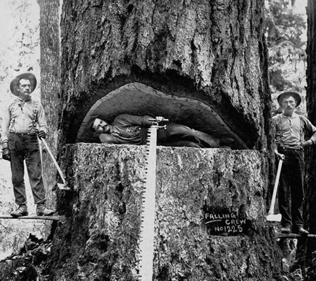 1891年，美国数十名伐木工，用了8天时间，砍倒了一棵100米高的千年红