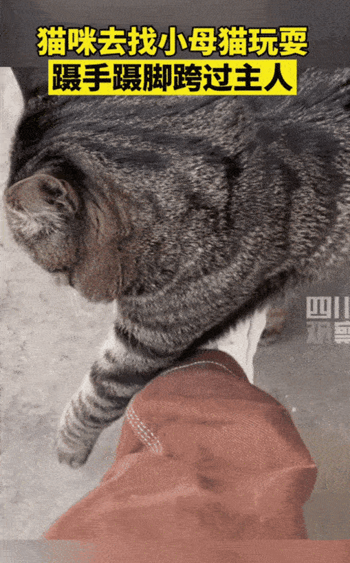 笑不活了！狸花猫揣着出门找小母猫的小心思，发现主人堵着门，居然蹑手蹑脚从主人腿上