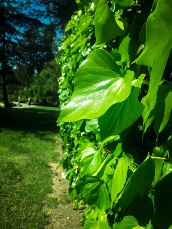 初夏的第一张照片初夏的第一张照片，记录的不只是风景，更是一种心情。前几天出门